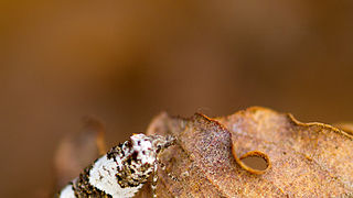 Priroda, cvijece, livada, sparoge, foto: Leo Banic