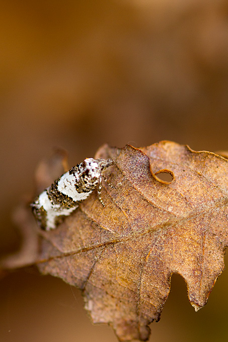 Priroda, cvijece, livada, sparoge, foto: Leo Banic