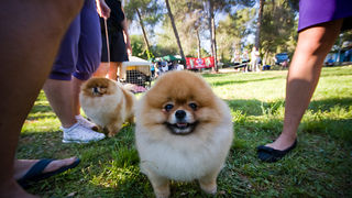 Međunarodna izložba pasa “CACIB ZADAR 2012” Međunarodna izložba pasa “CACIB ZADAR 2012”