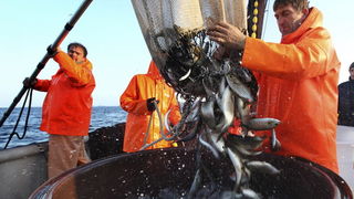 Zadar, 211009.
Brod Bruno tvrtke Dalmacija ribolov iz Zadra dva je dana lovio srdele  u akvatoriju Losinja i Dugog otoka.
Na fotografiji: Ante Mindoljevic i Emil Medic purarom vade ribu iz mora.
Foto: Vladimir Ivanov / CROPIX