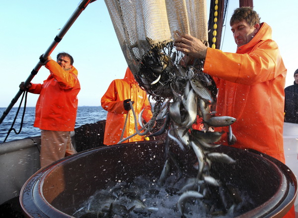 Zadar, 211009.
Brod Bruno tvrtke Dalmacija ribolov iz Zadra dva je dana lovio srdele  u akvatoriju Losinja i Dugog otoka.
Na fotografiji: Ante Mindoljevic i Emil Medic purarom vade ribu iz mora.
Foto: Vladimir Ivanov / CROPIX