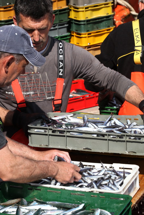 Zadar, 290312.
Proteklih dana lijepo vrijeme posluzilo je ribarima. 
Na fotografiji: ribari iskrcavaju frisku ribu na Liburnijskoj obali u Zadru.
Foto: Andrija Lucic /  Cropix