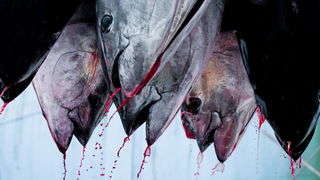 Zadar, 020112.
Tvrtka Kali Tuna bavi se izlovom i uzgojem tuna vec dugi niz godina.
Nakon uzgojnog ciklusa koji traje 30. mjesci slijedi izlov Tuna. Djelatnici Kali tune vrse izlov te ih prebacuju na drugi brod tvrtke iz Japana na kojem se vrsi daljnje pr Zadar, 020112.
Tvrtka Kali Tuna bavi se izlovom i uzgojem tuna vec dugi niz godina.
Nakon uzgojnog ciklusa koji traje 30. mjesci slijedi izlov Tuna. Djelatnici Kali tune vrse izlov te ih prebacuju na drugi brod tvrtke iz Japana na kojem se vrsi daljnje pr