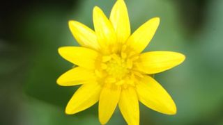 Boje i mirisi proljeća, Foto: CROPIX