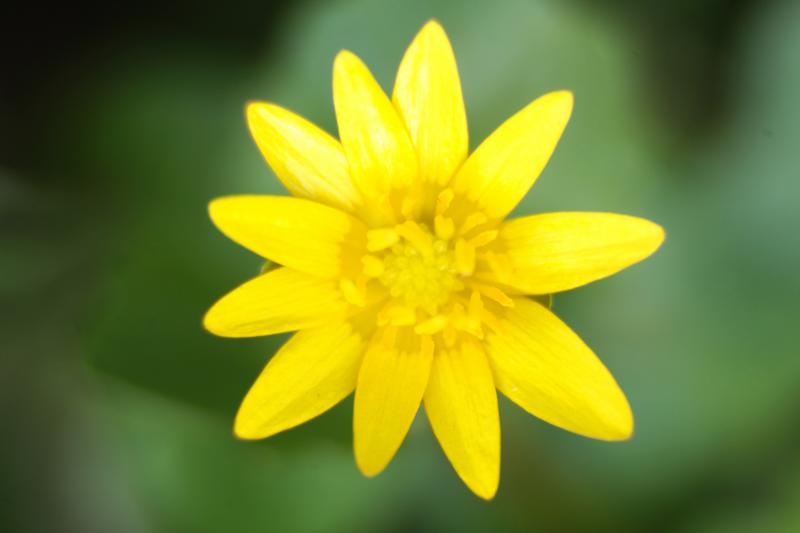Boje i mirisi proljeća, Foto: CROPIX