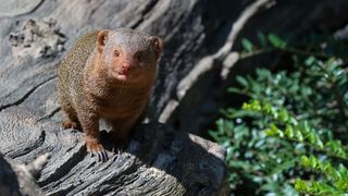 Mladunci patuljastog mungosa novi su stanovnici Zoološkog vrta Mladunci patuljastog mungosa novi su stanovnici Zoološkog vrta