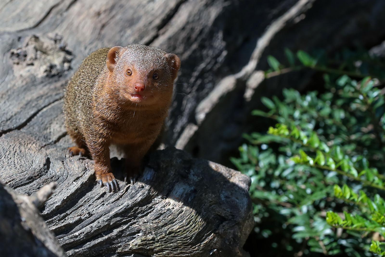 Mladunci patuljastog mungosa novi su stanovnici Zoološkog vrta Mladunci patuljastog mungosa novi su stanovnici Zoološkog vrta