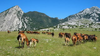 Velebit: Konji u Libinju