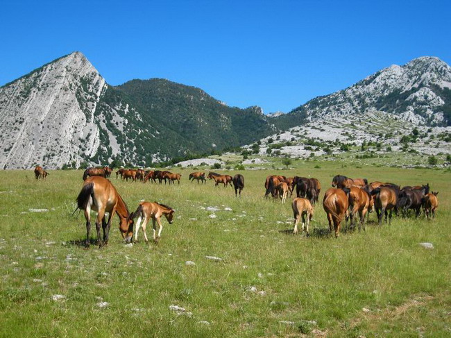 Velebit: Konji u Libinju