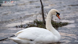 Zimska idila u Parku prirode Vransko jezero Zimska idila u Parku prirode Vransko jezero
