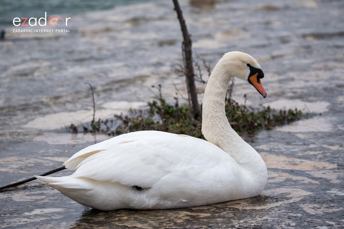 Zimska idila u Parku prirode Vransko jezero Zimska idila u Parku prirode Vransko jezero