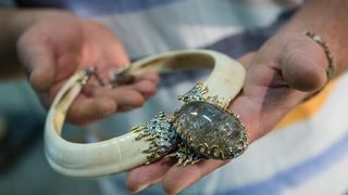 U Domu sportova odrzava se 18. Medjunarodni sajam dragog i poludragog kamenja – Mineral Expo Zagreb. Kao i svake godine razni medjunarodni izlagaci ponudili su posjetiteljima nakit i ukrasne predmete od dragog i poludragog kamenja, bisera i koralja, te ne U Domu sportova odrzava se 18. Medjunarodni sajam dragog i poludragog kamenja – Mineral Expo Zagreb. Kao i svake godine razni medjunarodni izlagaci ponudili su posjetiteljima nakit i ukrasne predmete od dragog i poludragog kamenja, bisera i koralja, te ne