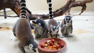 Zagreb, 080412.
U Zooloskom vrtu grada Zagreba neke od zivotinja tradicionalno su bile pocascene uskrsnim jajima. U sarenim pisanicama uzivali su lemuri, smedji kapucini, nosati rakuni, grivasti vukovi i ogrlicaste pekarije.
Na fotografiji: Lemuri.
Foto: Zagreb, 080412.
U Zooloskom vrtu grada Zagreba neke od zivotinja tradicionalno su bile pocascene uskrsnim jajima. U sarenim pisanicama uzivali su lemuri, smedji kapucini, nosati rakuni, grivasti vukovi i ogrlicaste pekarije.
Na fotografiji: Lemuri.
Foto: