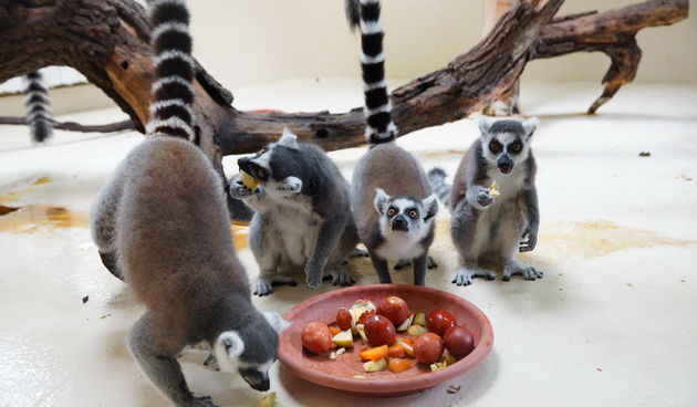 Zagreb, 080412.
U Zooloskom vrtu grada Zagreba neke od zivotinja tradicionalno su bile pocascene uskrsnim jajima. U sarenim pisanicama uzivali su lemuri, smedji kapucini, nosati rakuni, grivasti vukovi i ogrlicaste pekarije.
Na fotografiji: Lemuri.
Foto: