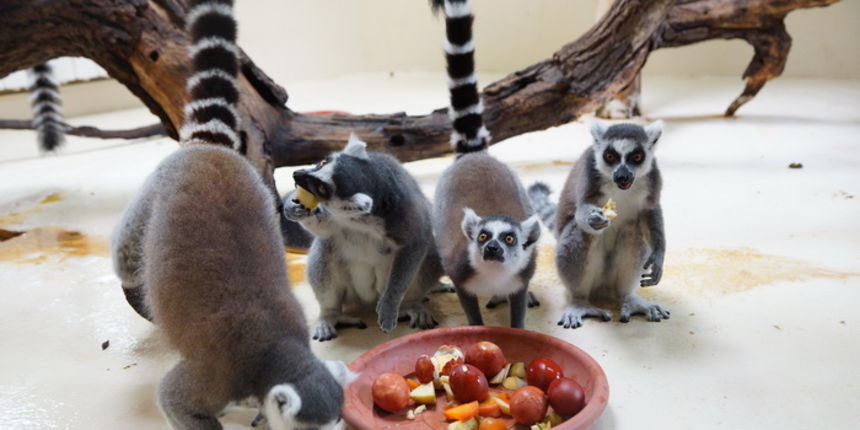 Zagreb, 080412.
U Zooloskom vrtu grada Zagreba neke od zivotinja tradicionalno su bile pocascene uskrsnim jajima. U sarenim pisanicama uzivali su lemuri, smedji kapucini, nosati rakuni, grivasti vukovi i ogrlicaste pekarije.
Na fotografiji: Lemuri.
Foto: Zagreb, 080412.
U Zooloskom vrtu grada Zagreba neke od zivotinja tradicionalno su bile pocascene uskrsnim jajima. U sarenim pisanicama uzivali su lemuri, smedji kapucini, nosati rakuni, grivasti vukovi i ogrlicaste pekarije.
Na fotografiji: Lemuri.
Foto: