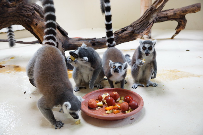 Zagreb, 080412.
U Zooloskom vrtu grada Zagreba neke od zivotinja tradicionalno su bile pocascene uskrsnim jajima. U sarenim pisanicama uzivali su lemuri, smedji kapucini, nosati rakuni, grivasti vukovi i ogrlicaste pekarije.
Na fotografiji: Lemuri.
Foto: Zagreb, 080412.
U Zooloskom vrtu grada Zagreba neke od zivotinja tradicionalno su bile pocascene uskrsnim jajima. U sarenim pisanicama uzivali su lemuri, smedji kapucini, nosati rakuni, grivasti vukovi i ogrlicaste pekarije.
Na fotografiji: Lemuri.
Foto: