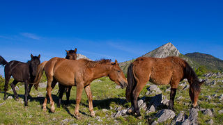 Velebitski divlji konji, Foto: Leo Banić