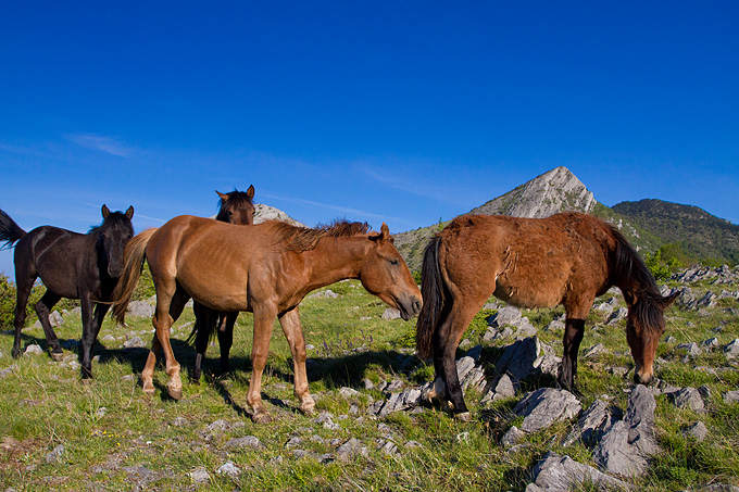 Velebitski divlji konji, Foto: Leo Banić