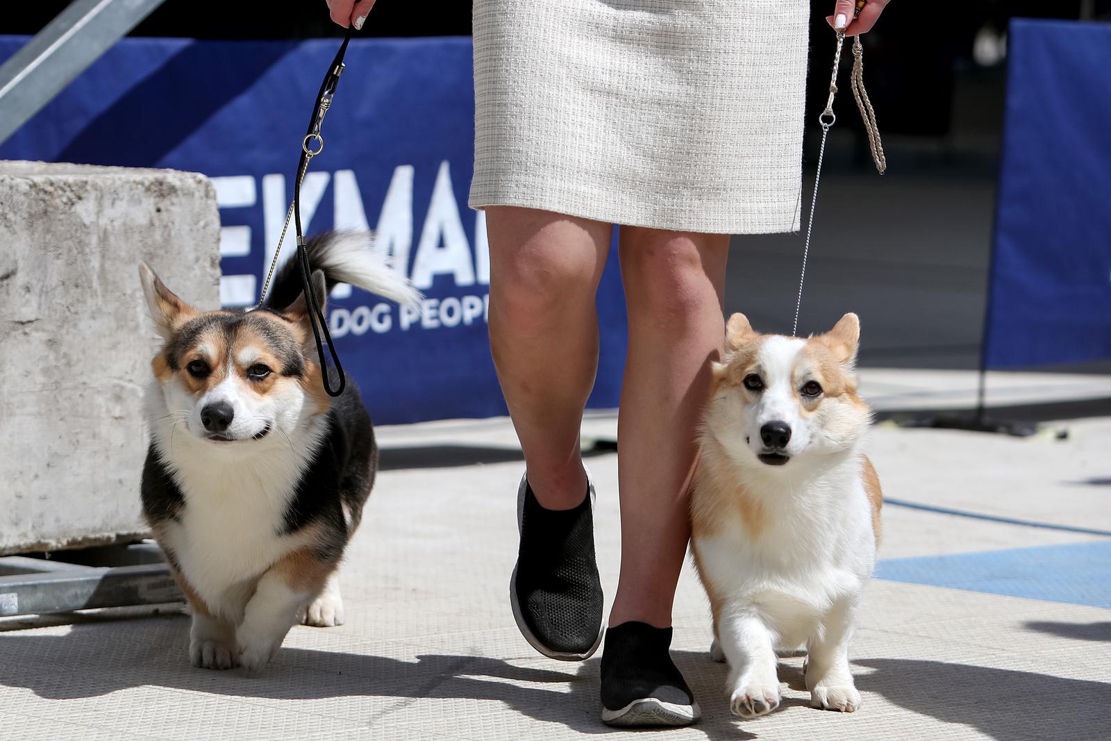 Međunarodna izložba pasa CACIB 2023