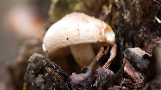 Lička jesen u znaku gljiva, Foto: Leo Banić