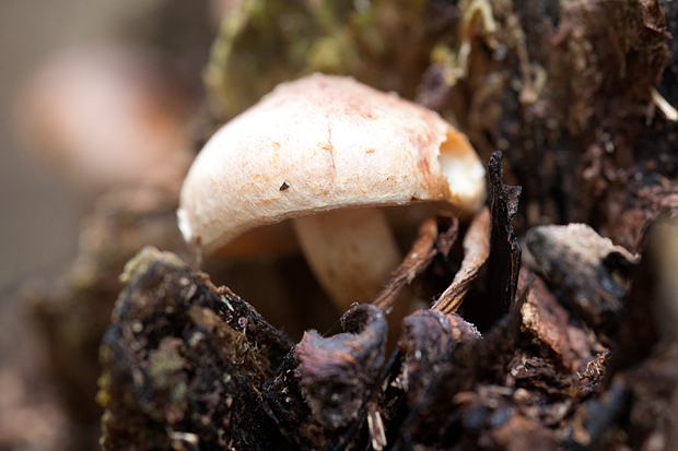 Lička jesen u znaku gljiva, Foto: Leo Banić
