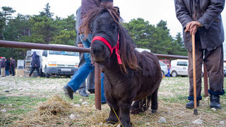 Tradicionalni Benkovački sajam, foto: Darko Belančić