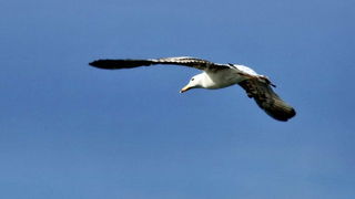 Zadarska regata 2013, Foto: Leonard Kvarantan