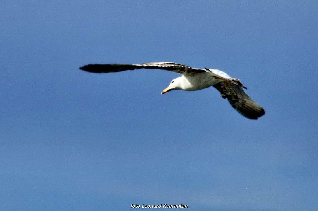 Zadarska regata 2013, Foto: Leonard Kvarantan