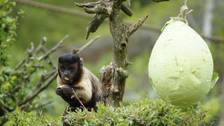 Zagreb, 080412.
U Zooloskom vrtu grada Zagreba neke od zivotinja tradicionalno su bile pocascene uskrsnim jajima. U sarenim pisanicama uzivali su lemuri, smedji kapucini, nosati rakuni, grivasti vukovi i ogrlicaste pekarije.
Na fotografiji: Smedji kapucin Zagreb, 080412.
U Zooloskom vrtu grada Zagreba neke od zivotinja tradicionalno su bile pocascene uskrsnim jajima. U sarenim pisanicama uzivali su lemuri, smedji kapucini, nosati rakuni, grivasti vukovi i ogrlicaste pekarije.
Na fotografiji: Smedji kapucin