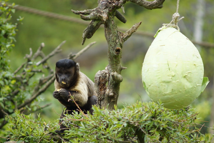 Zagreb, 080412.
U Zooloskom vrtu grada Zagreba neke od zivotinja tradicionalno su bile pocascene uskrsnim jajima. U sarenim pisanicama uzivali su lemuri, smedji kapucini, nosati rakuni, grivasti vukovi i ogrlicaste pekarije.
Na fotografiji: Smedji kapucin Zagreb, 080412.
U Zooloskom vrtu grada Zagreba neke od zivotinja tradicionalno su bile pocascene uskrsnim jajima. U sarenim pisanicama uzivali su lemuri, smedji kapucini, nosati rakuni, grivasti vukovi i ogrlicaste pekarije.
Na fotografiji: Smedji kapucin