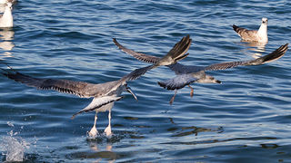 Jutarnja svađa galebova, foto: Leo Banić