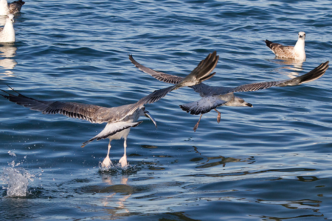 Jutarnja svađa galebova, foto: Leo Banić