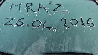 Mraz u Galovcu nanio ogromnu štetu poljoprivrednim kulturama a pogotovo voćkama i vinogradima. Foto: Silvio Marcus Milanko