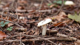 Lička jesen u znaku gljiva, Foto: Leo Banić