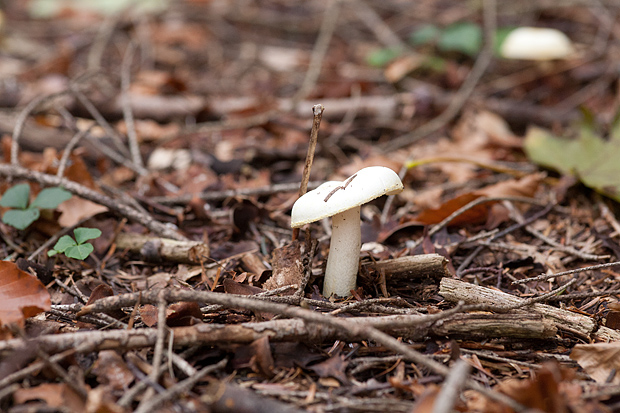 Lička jesen u znaku gljiva, Foto: Leo Banić