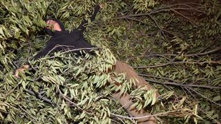 Prosvjed građana zbog odluke Grada da posječe drvored fafarikula u Vruljici Prosvjed građana zbog odluke Grada da posječe drvored fafarikula u Vruljici