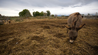 Farma “Dar-mar” (foto:Saša Čuka)