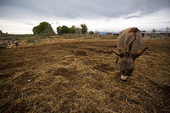 Farma “Dar-mar” (foto:Saša Čuka)