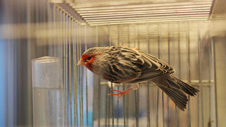 Ornitološko prvenstvo Hrvatske u hotelu Zadar (foto:Saša Čuka)