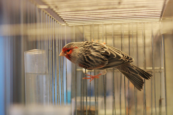 Ornitološko prvenstvo Hrvatske u hotelu Zadar (foto:Saša Čuka)