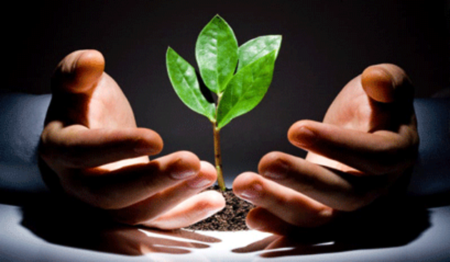 Sadnja biljaka u vašem vrtu