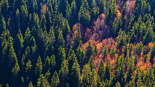 Đir do Zavižana, sjeverni Velebit, foto: Leo Banić