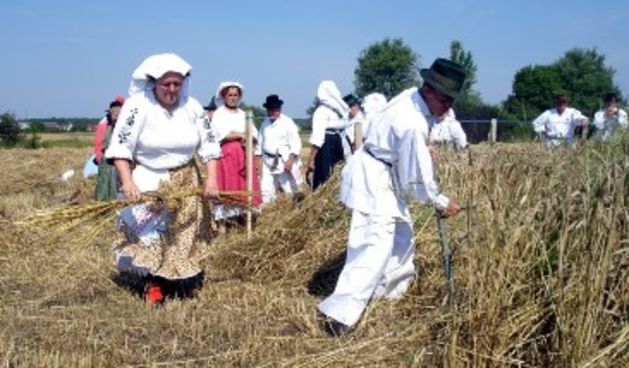 Žetva (Foto: imageshack.us)