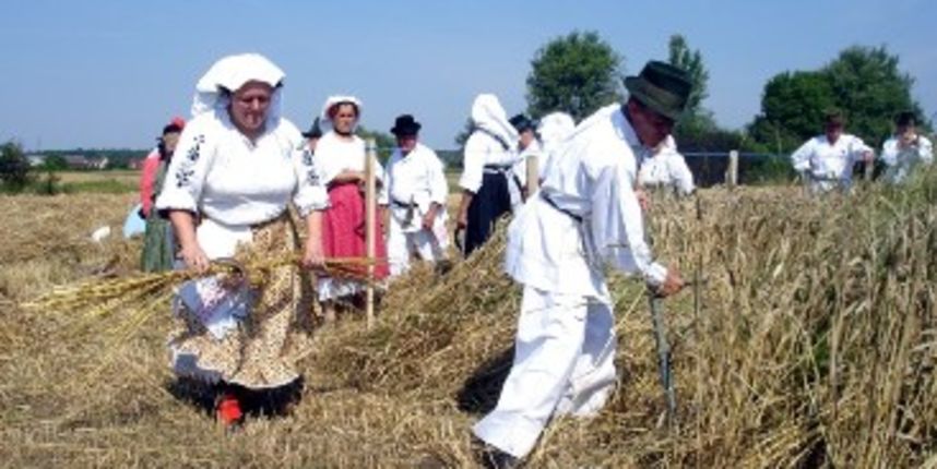 Žetva (Foto: imageshack.us)