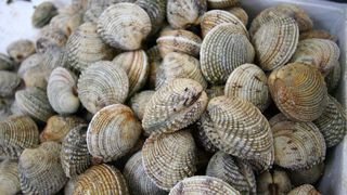 Image 1200515 (auto)