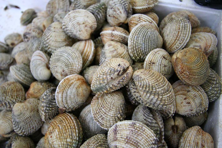 Image 1200515 (auto)