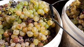 Priča o vinu: Od trsa do bačve, Foto: Leo Banić