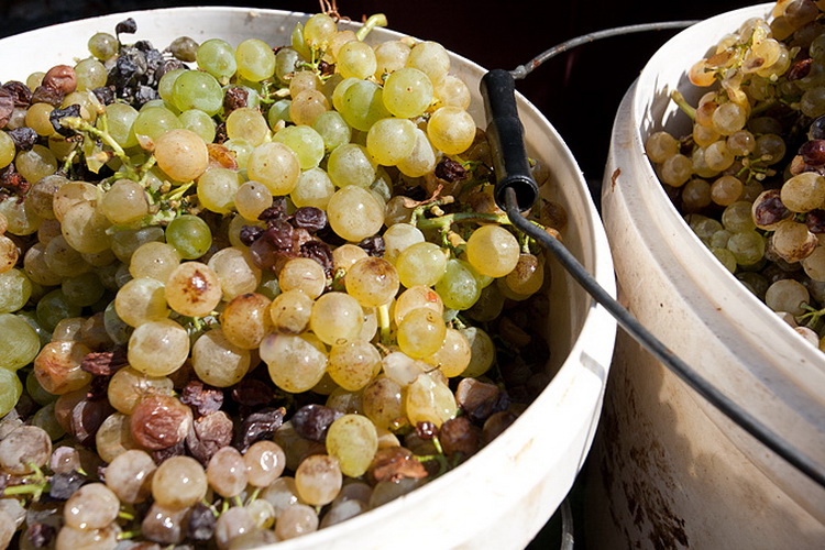 Priča o vinu: Od trsa do bačve, Foto: Leo Banić