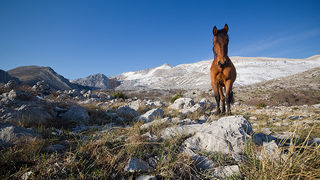 Đir do Libinja 9. travnja 2012. (foto:Saša Čuka) Đir do Libinja 9. travnja 2012. (foto:Saša Čuka)