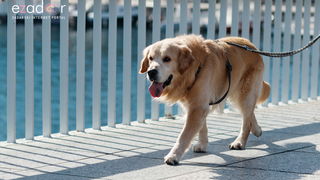 Đir po gradu, subotnja špica 9. ožujka 2019. Đir po gradu, subotnja špica 9. ožujka 2019.
